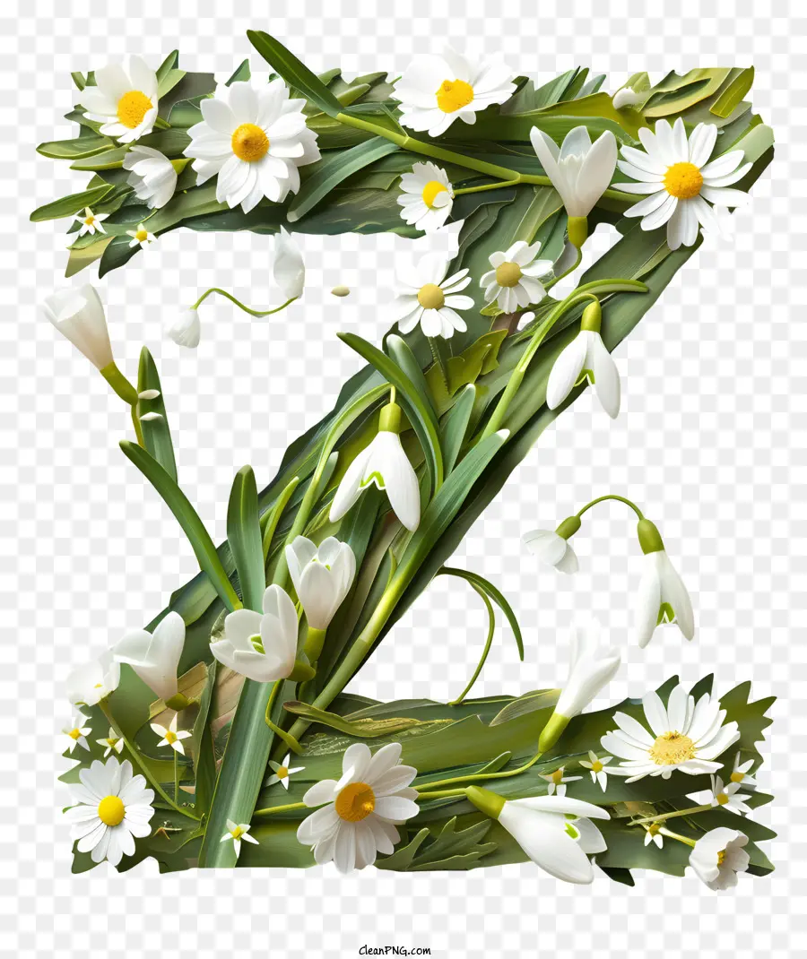 Lettre Florale Z，Daisy PNG