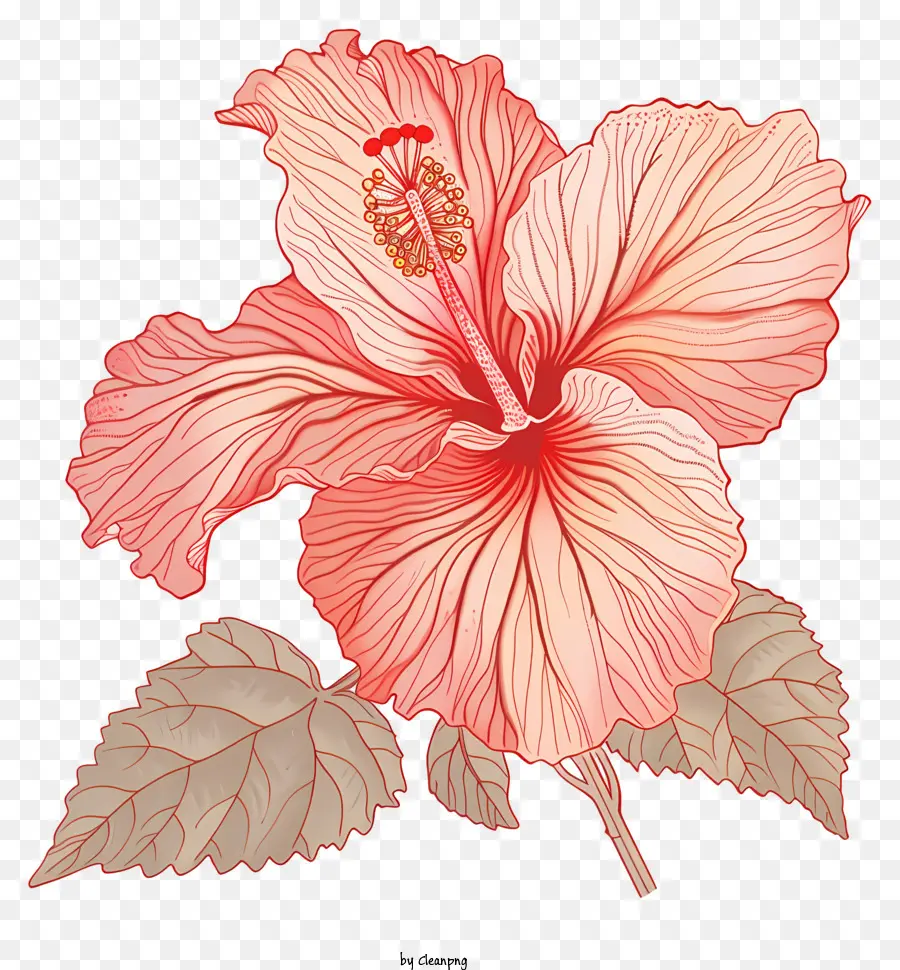 Fleur D'hibiscus，Rose Fleur D'hibiscus PNG