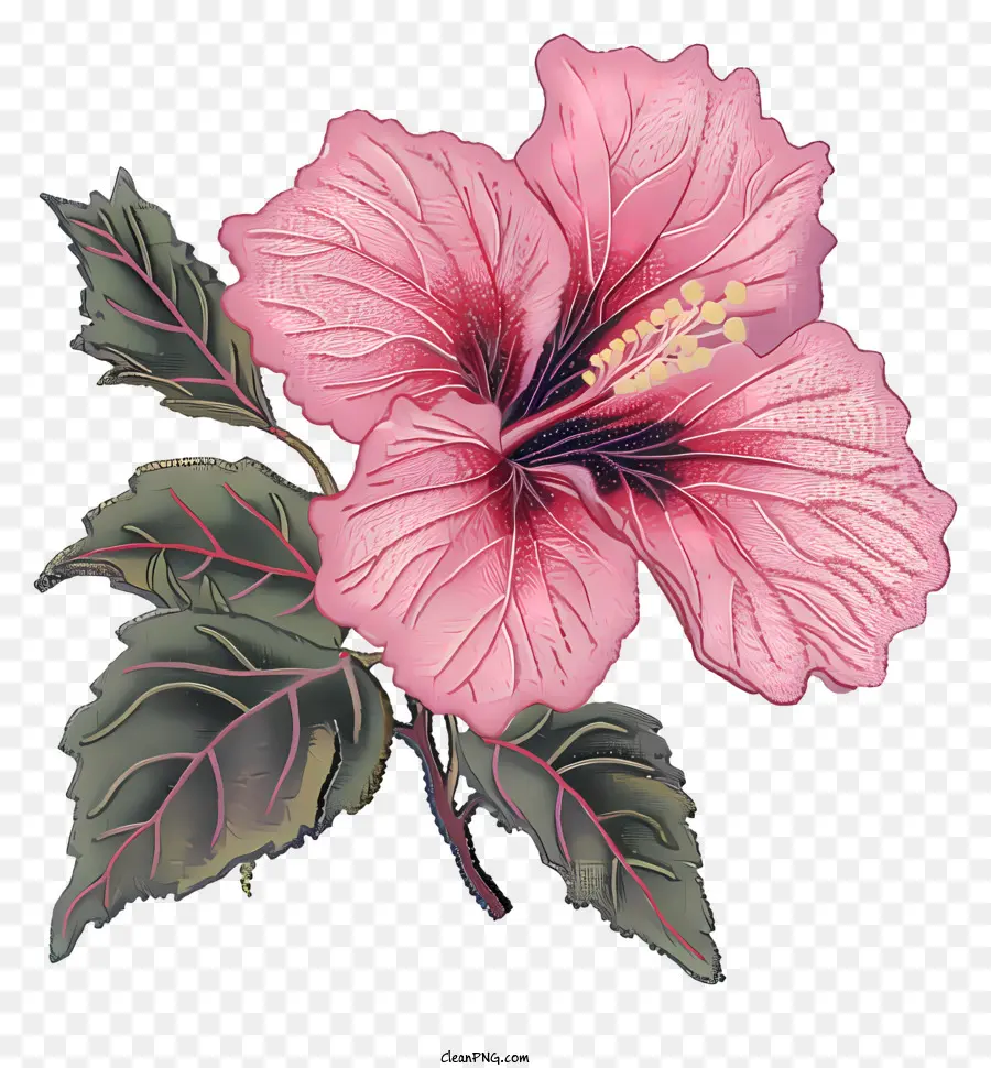 Fleur D'hibiscus，Rose Fleur D'hibiscus PNG