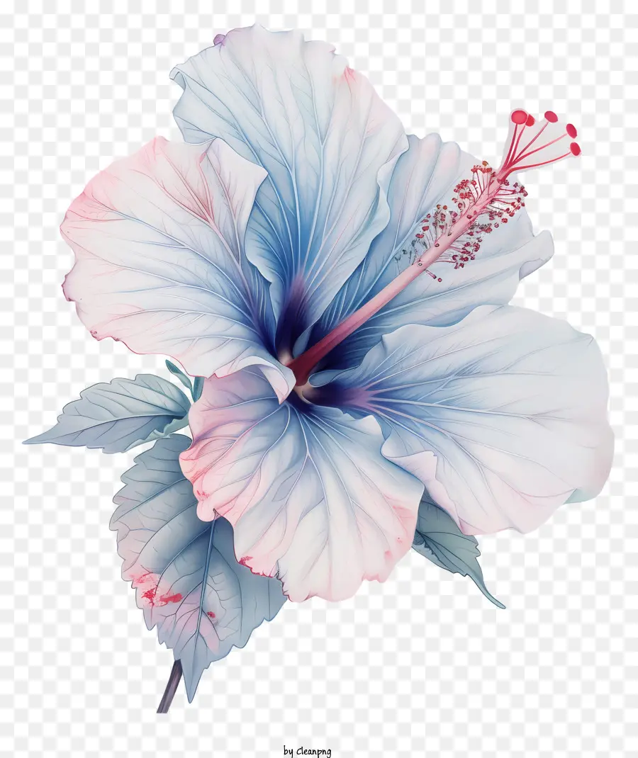 Fleur D'hibiscus，Hibiscus Bleu PNG
