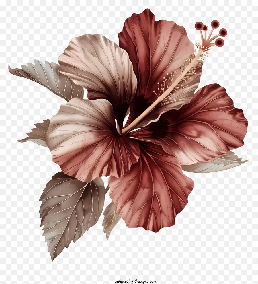 Fleur D'hibiscus，Fleur D'hibiscus Rouge PNG