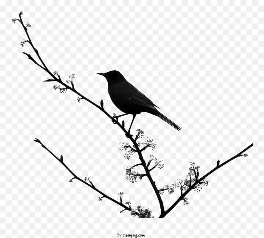 Oiseau，Branche D'arbre PNG