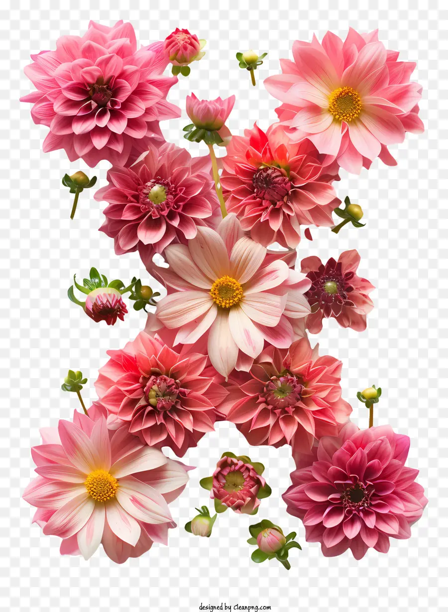 Lettre Florale X，Marguerites Roses PNG