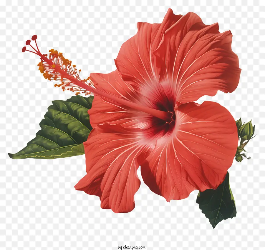 Fleur D'hibiscus，Fleur D'hibiscus Rouge PNG
