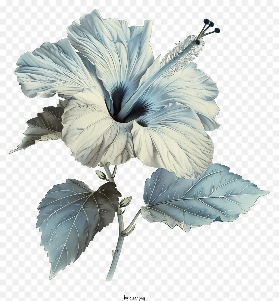 Fleur D'hibiscus，Blanc Hibiscus PNG