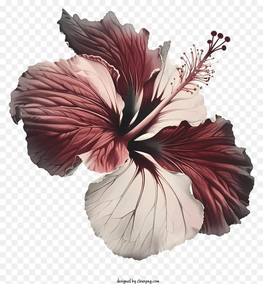 Fleur D'hibiscus，Fleur PNG