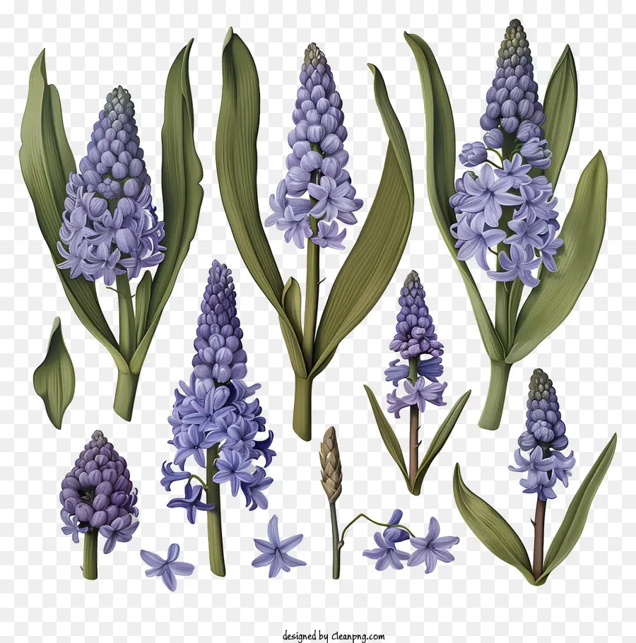 Fleurs De Printemps，Fleurs Violettes PNG