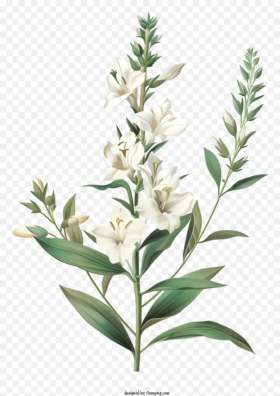 Fleurs Blanches，Lys Blanc PNG