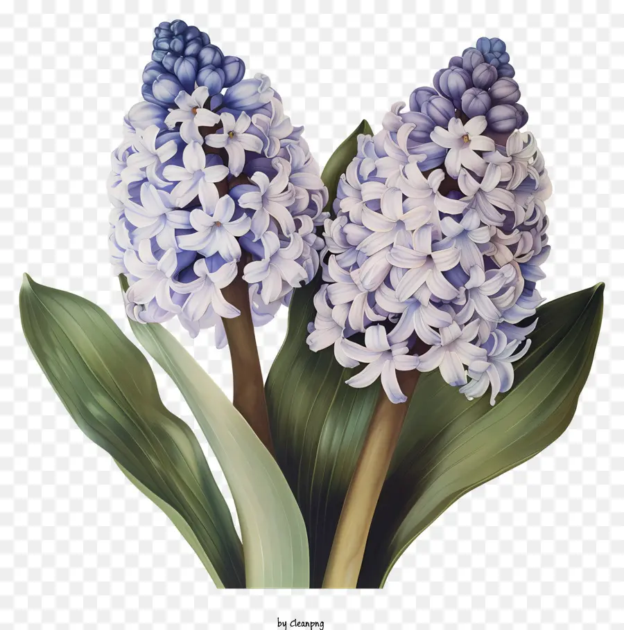 Fleurs De Printemps，Fleurs De Jacinthe Violet PNG