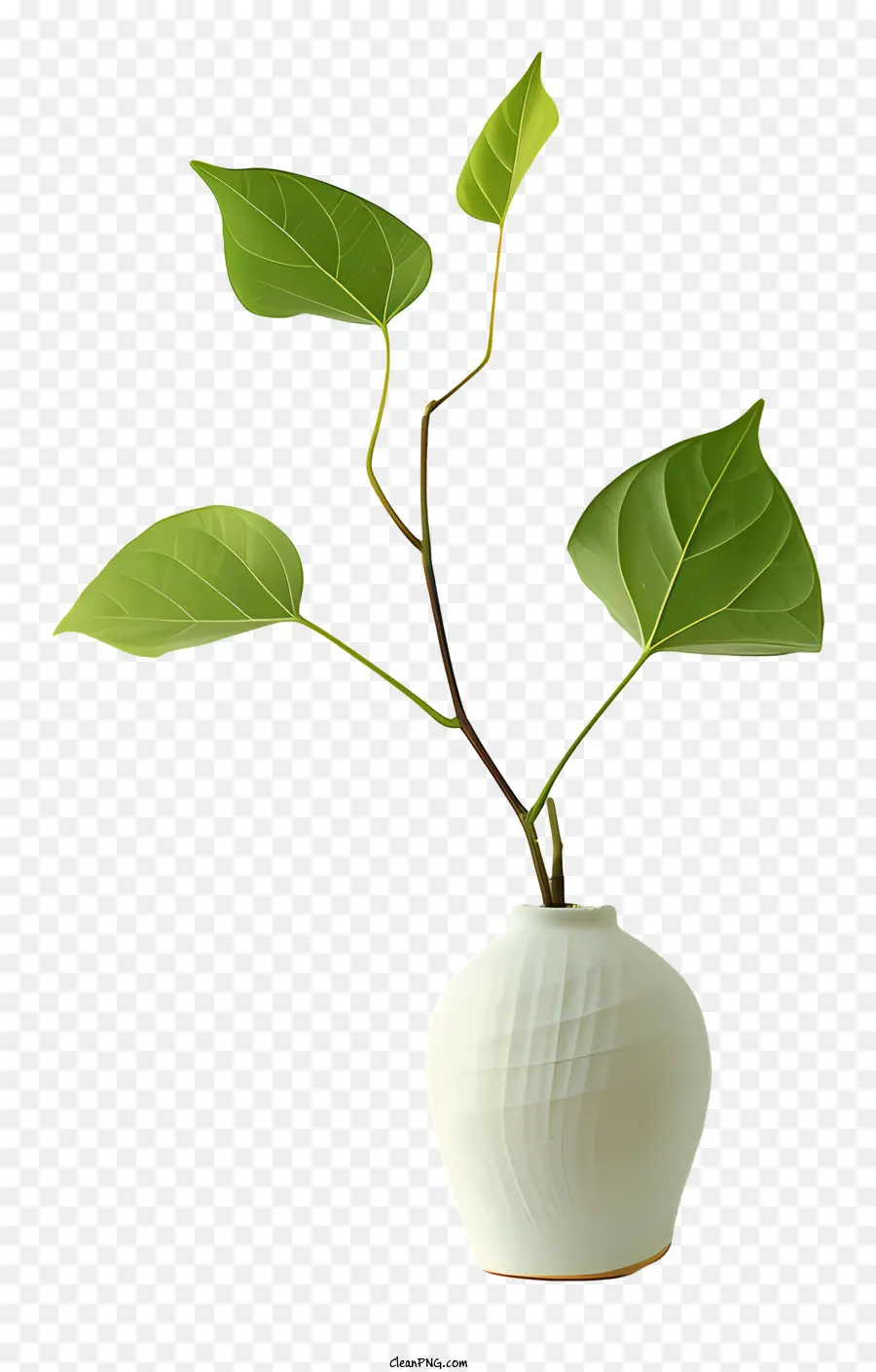 Vase，Plante PNG