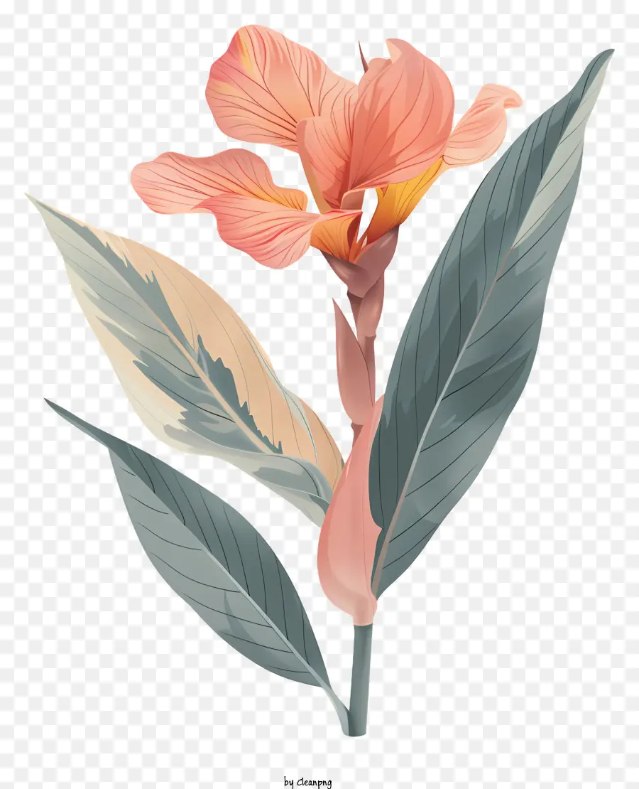 Canna Indica Fleur，Fleur Rose PNG