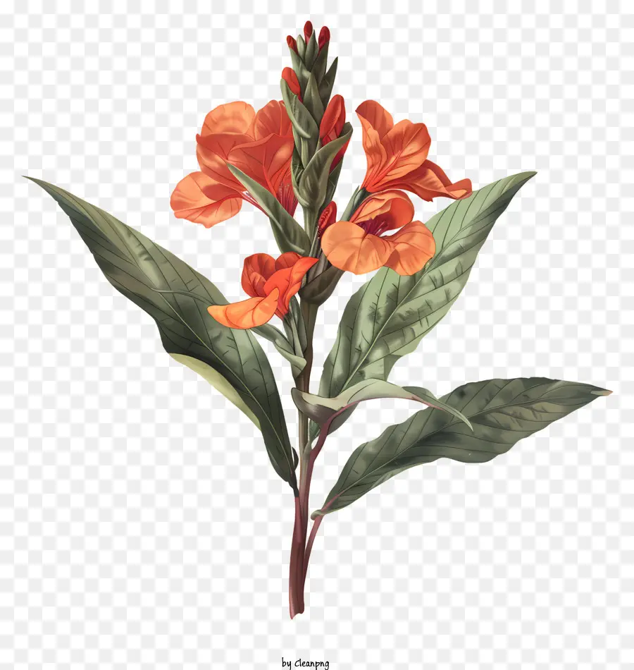Canna Indica Fleur，Des Fleurs D'orange PNG