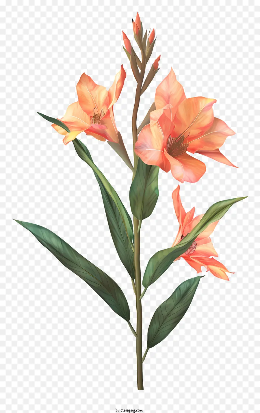 Canna Indica Fleur，Fleur PNG