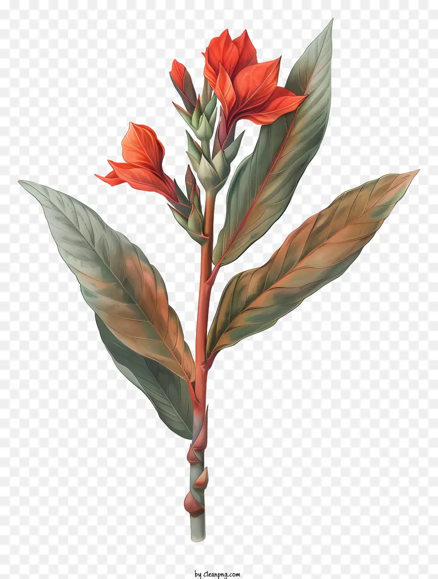 Canna Indica Fleur，Fleur Rouge PNG