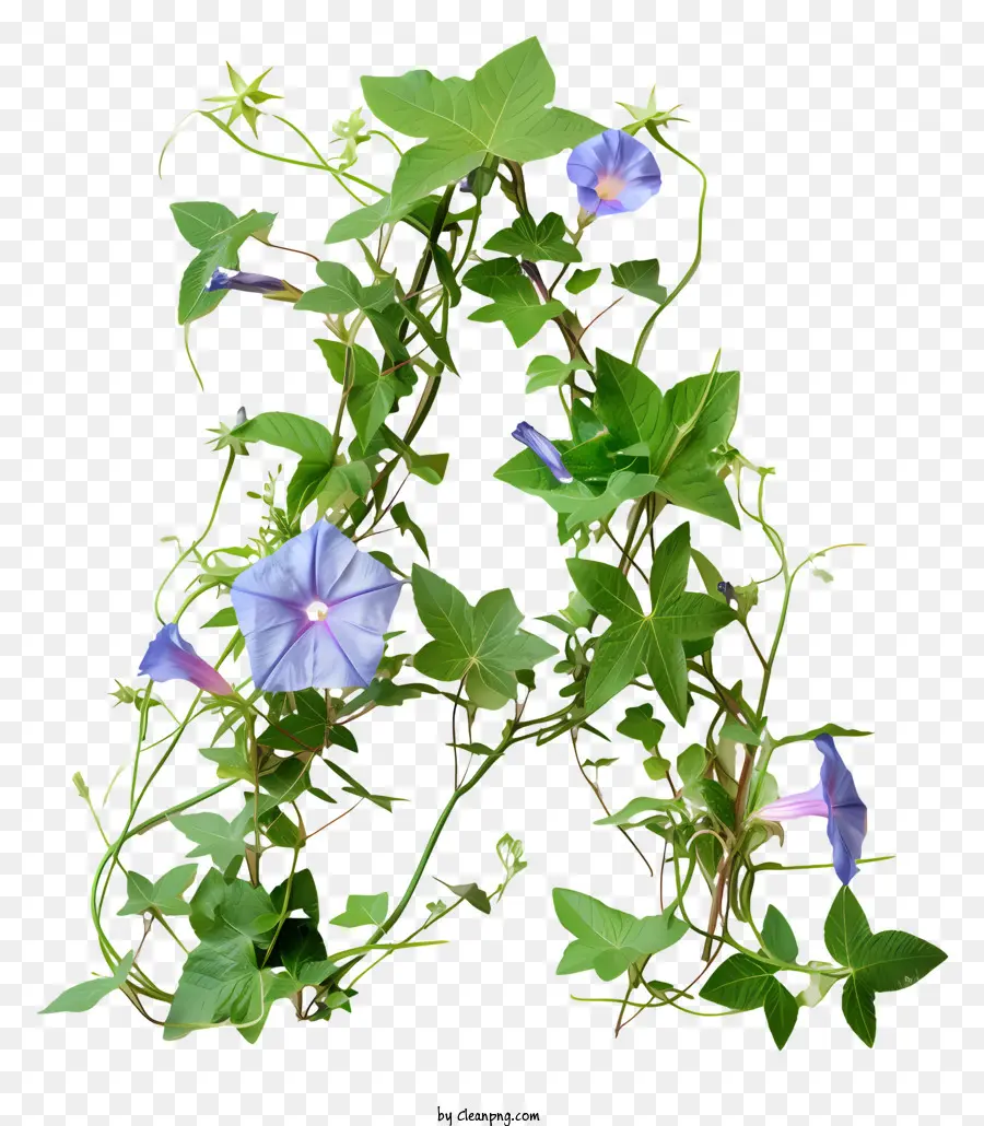 Lettre Florale A，Fleurs PNG