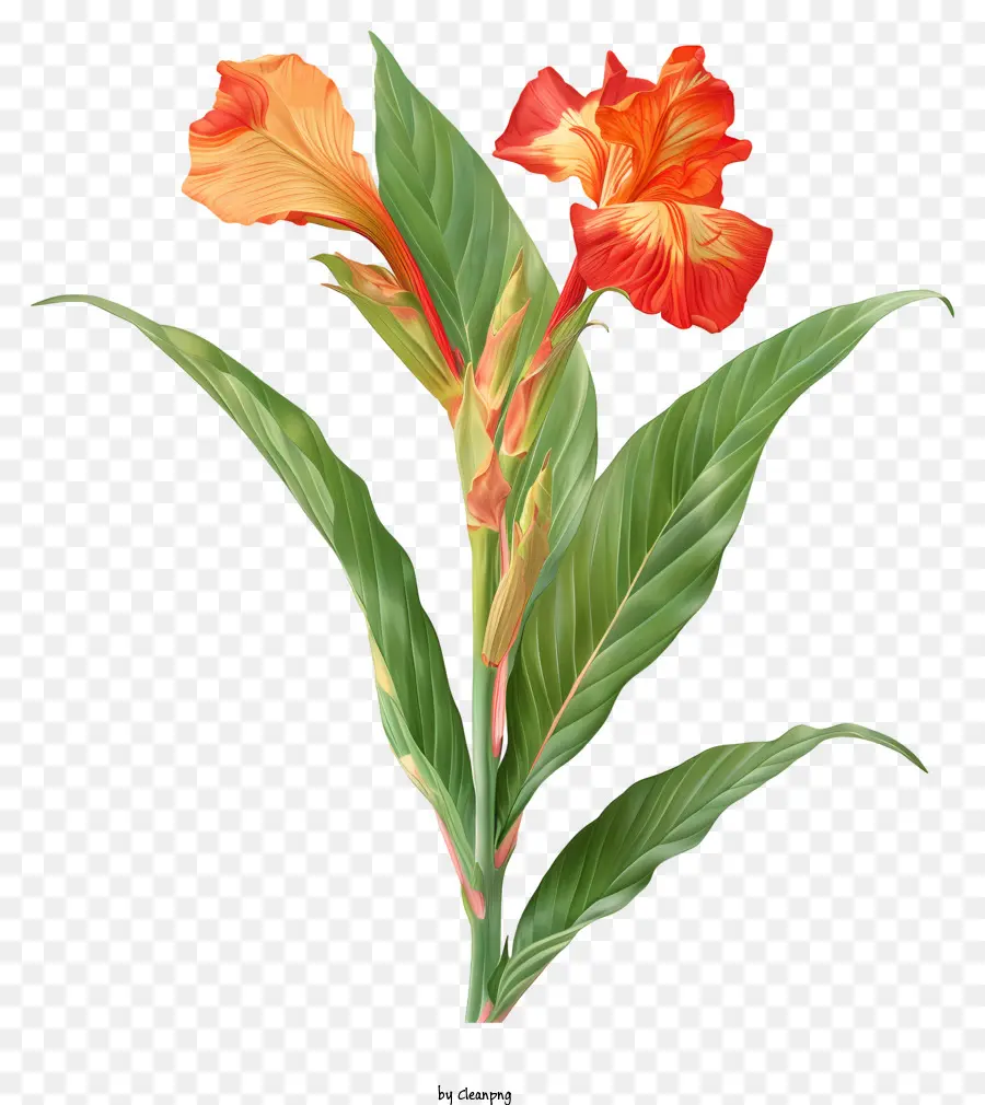 Fleurs De Canna Indica，La Fleur D'oranger PNG