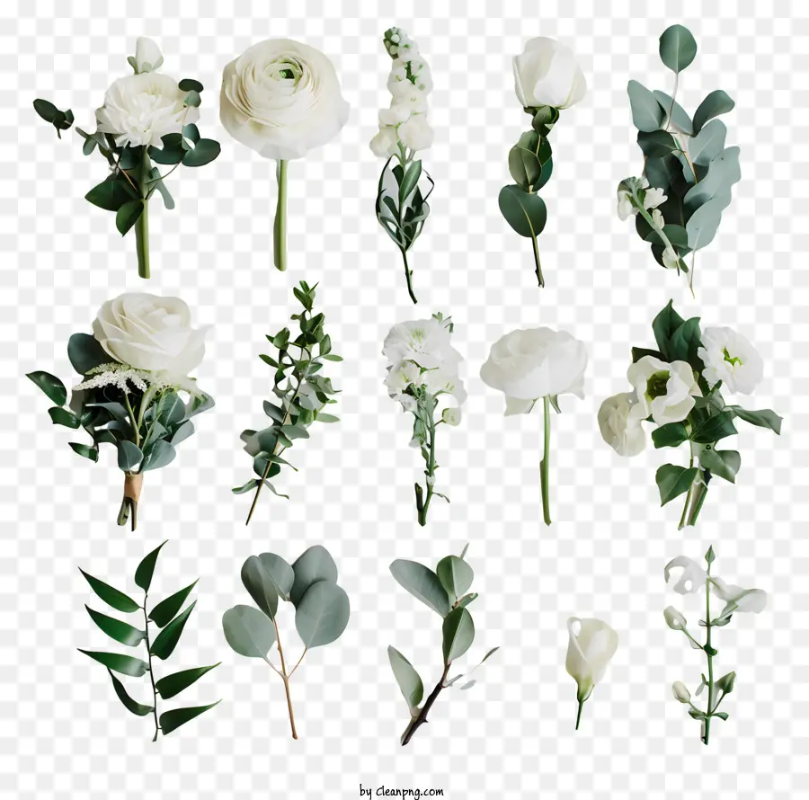 Fleurs Fraîches，Fleurs Blanches PNG