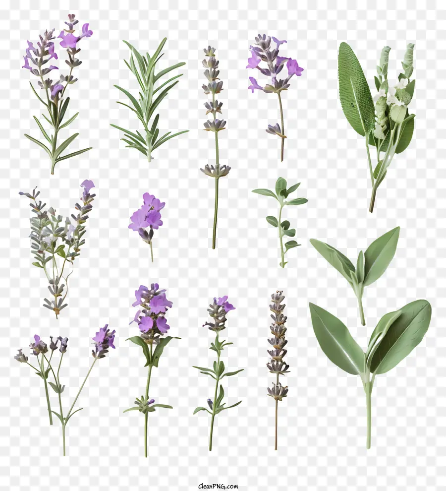 Fleurs De Lavande，Herbes PNG