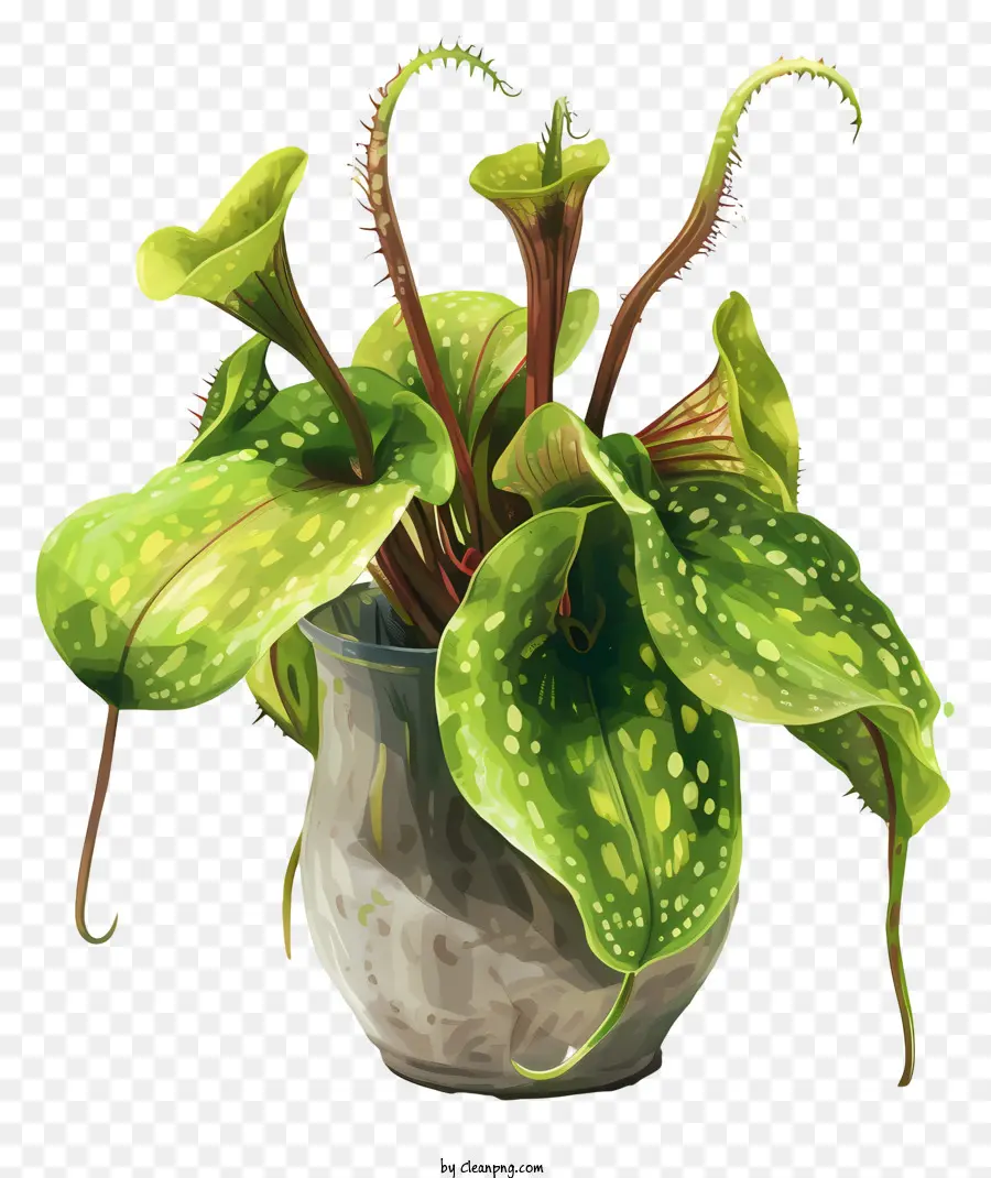 Nepenthes，Plante PNG