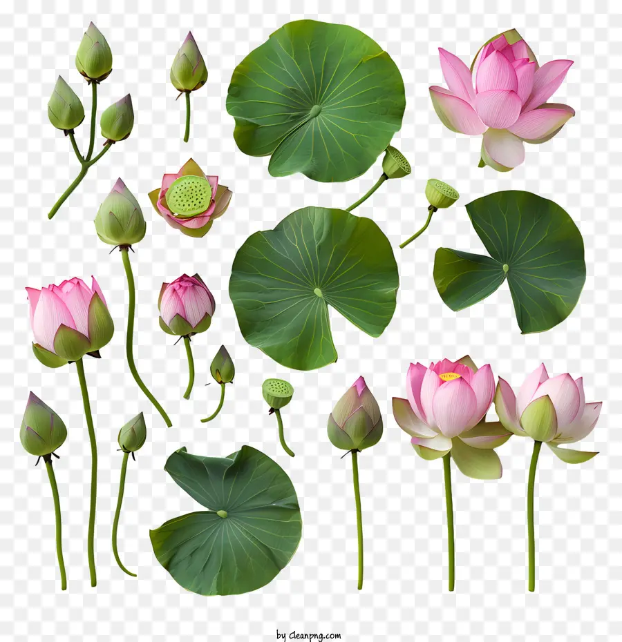 Des Fleurs De Lotus，Les Feuilles De Nénuphar PNG