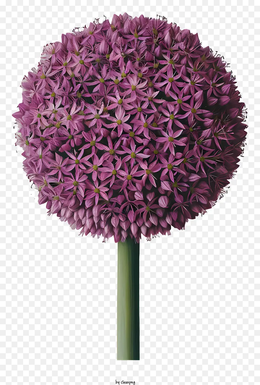 Fleurs Allium Giganteum，Oignon Violet PNG