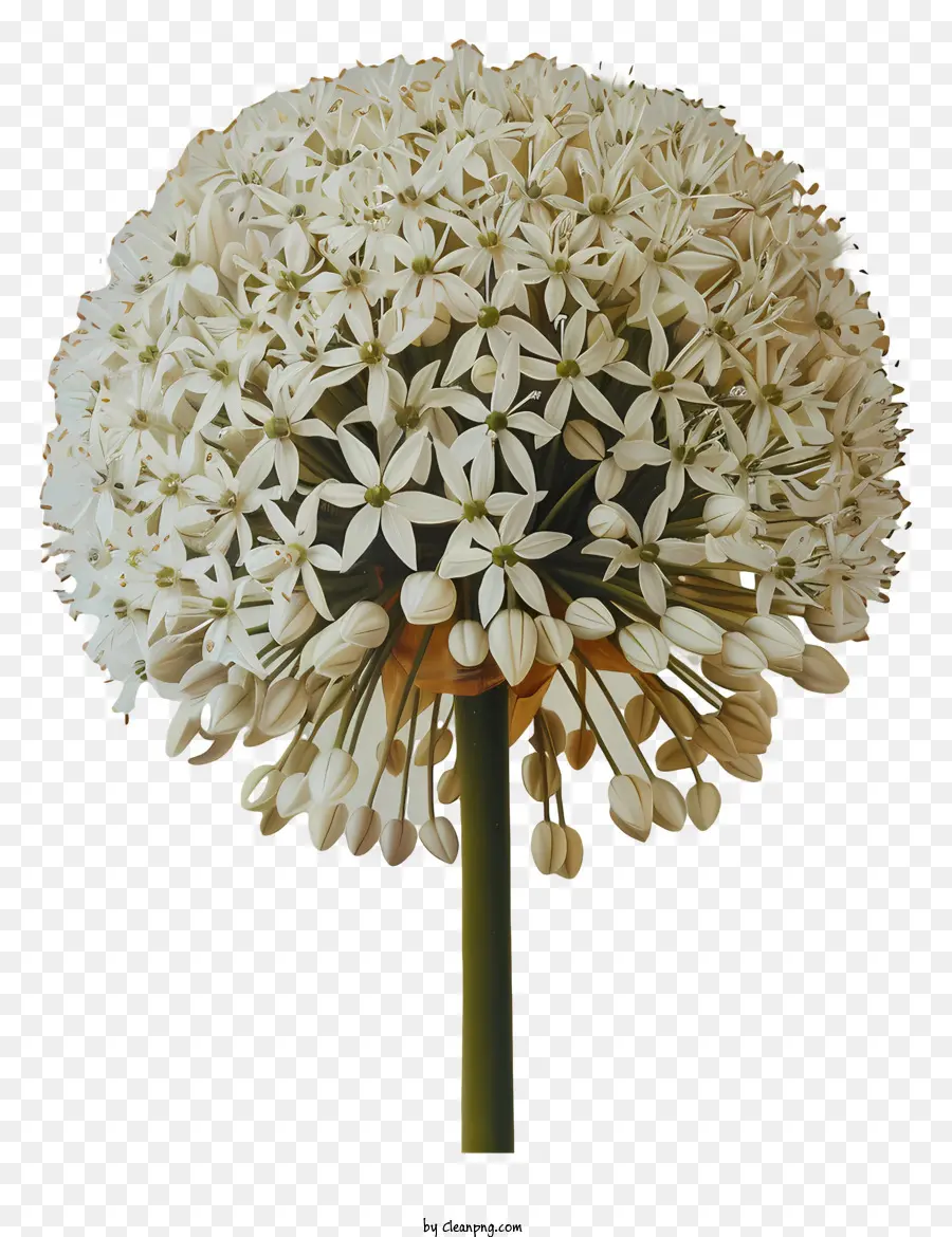 Fleurs Allium Giganteum，Oignon Blanc PNG