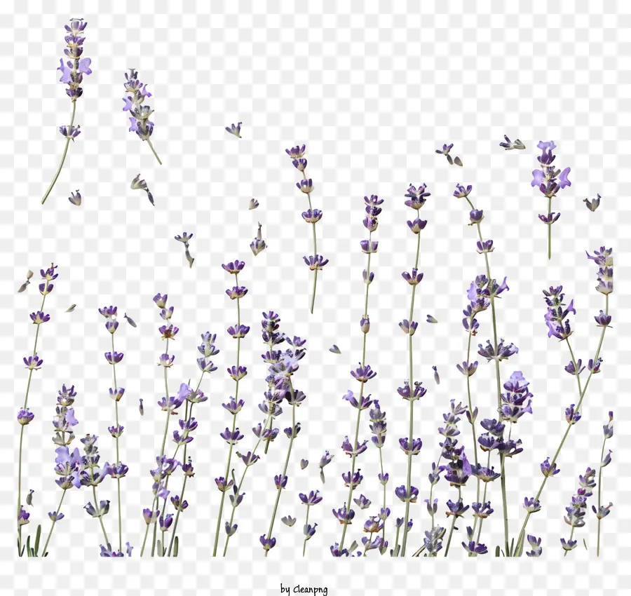 Fleurs De Lavande，Violet PNG