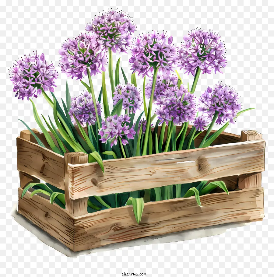 Fleurs Allium Giganteum，Oignons Roses PNG