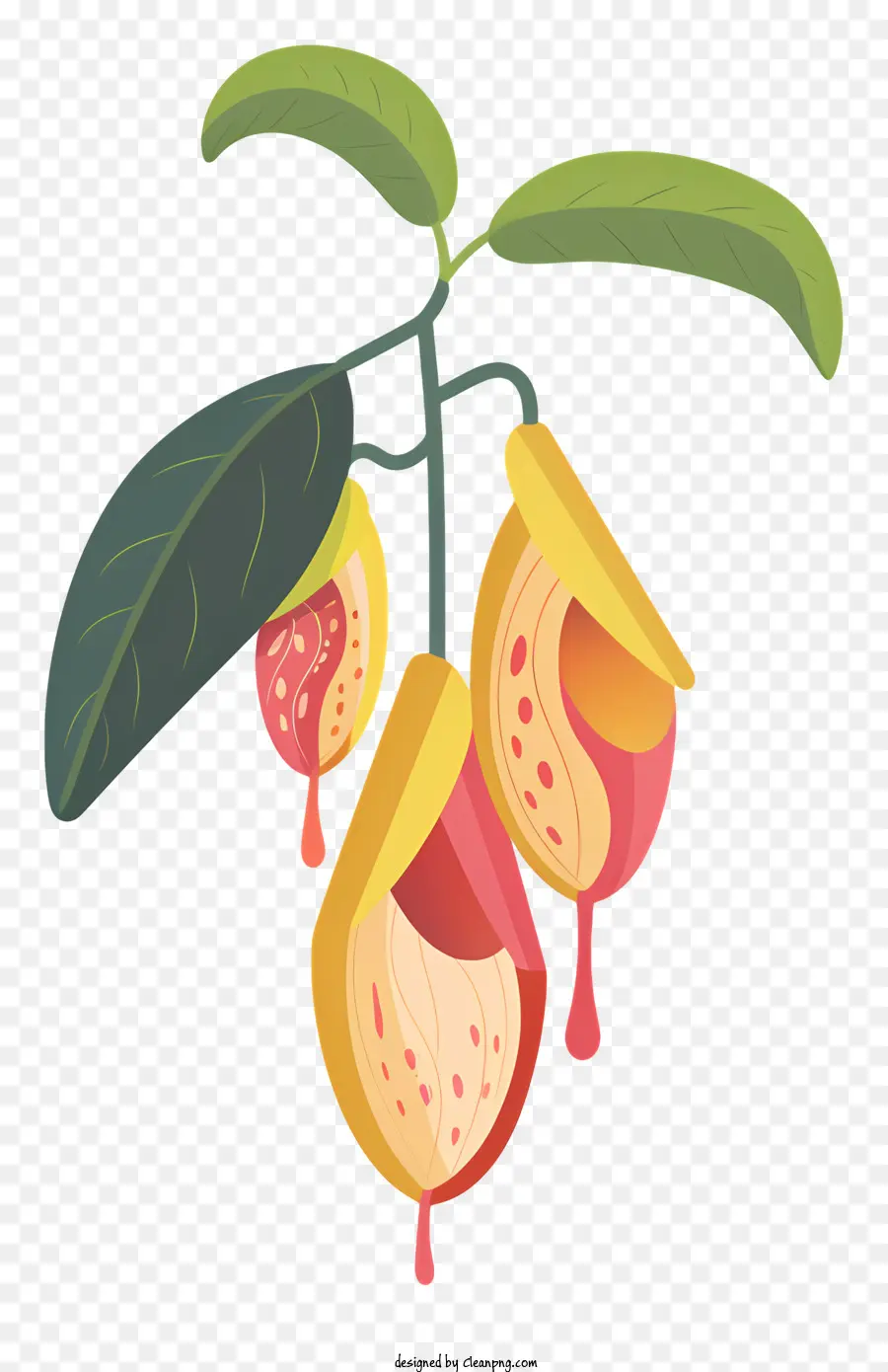Nepenthes，Fruits Orange PNG