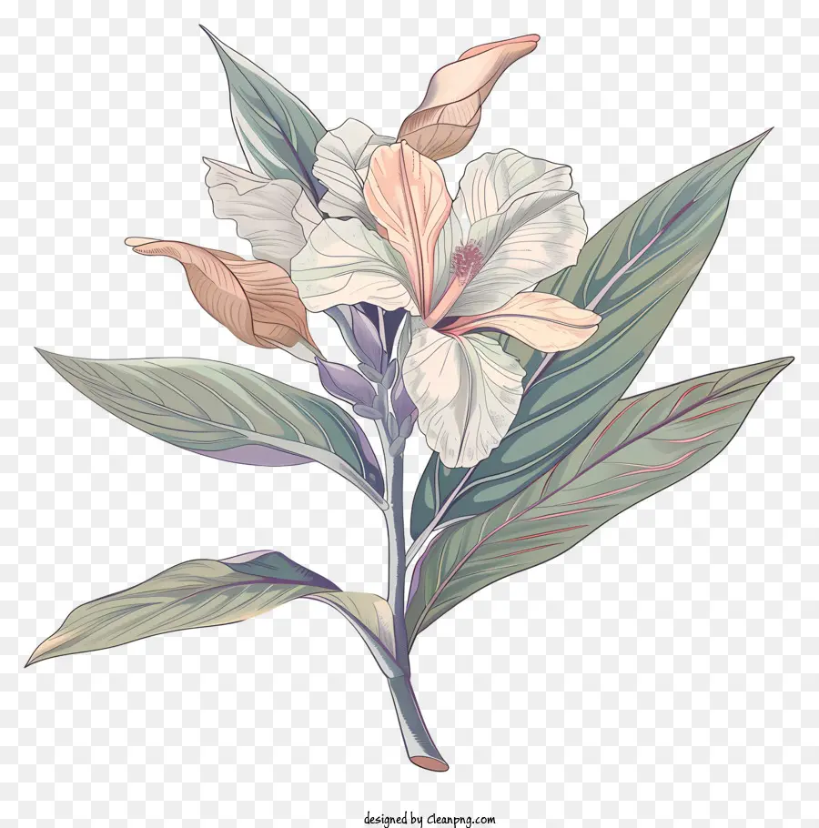 Canna Indica Fleur，Fleur Blanche PNG