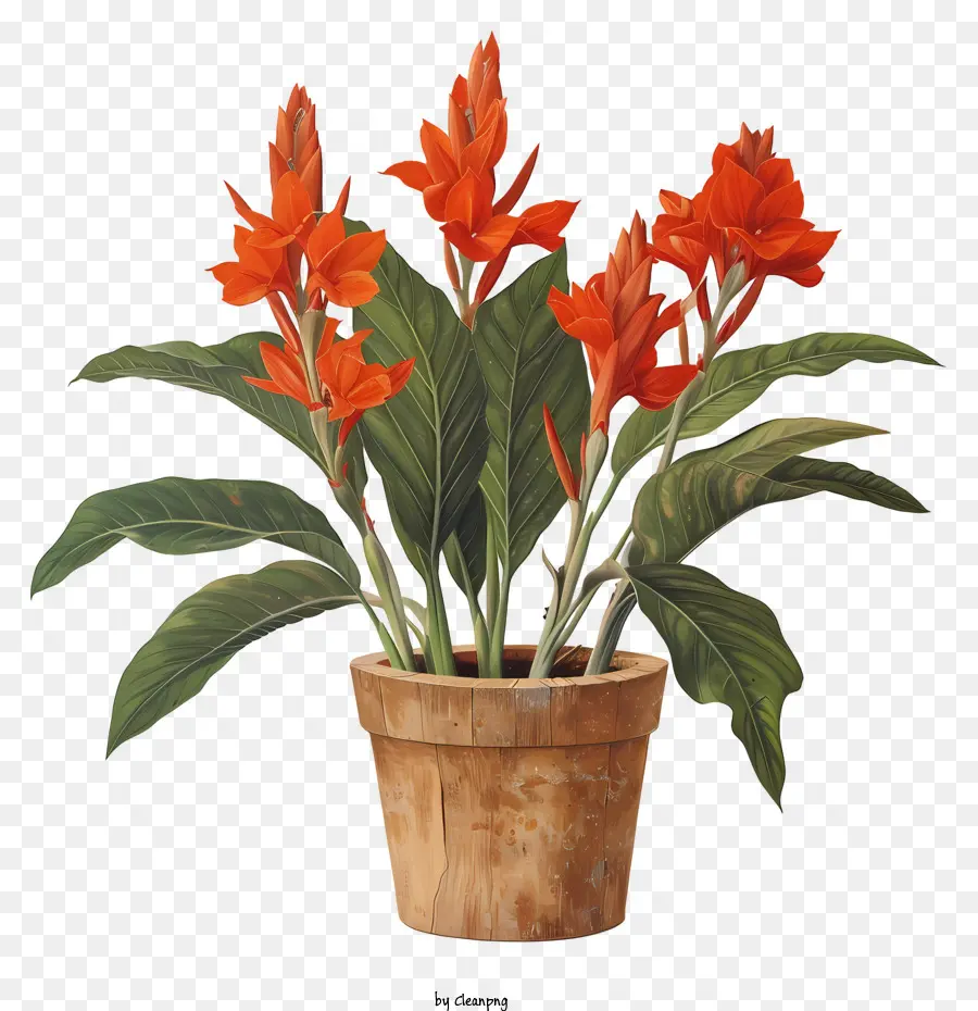 Fleur De Canna Indica，Fleurs Rouges En Pot PNG