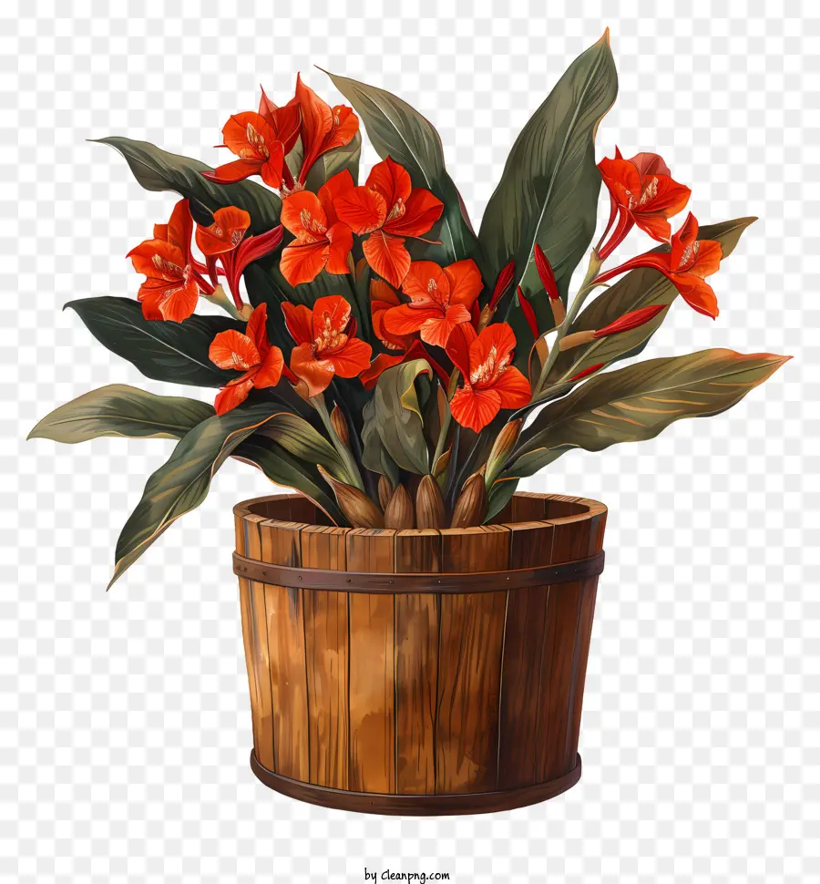 Canna Indica Fleur，Orange Plante PNG