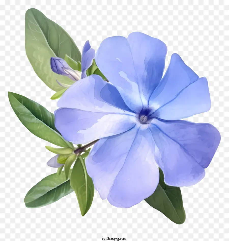 Bleu Fleur De Vigne，Fleurs Bleues PNG