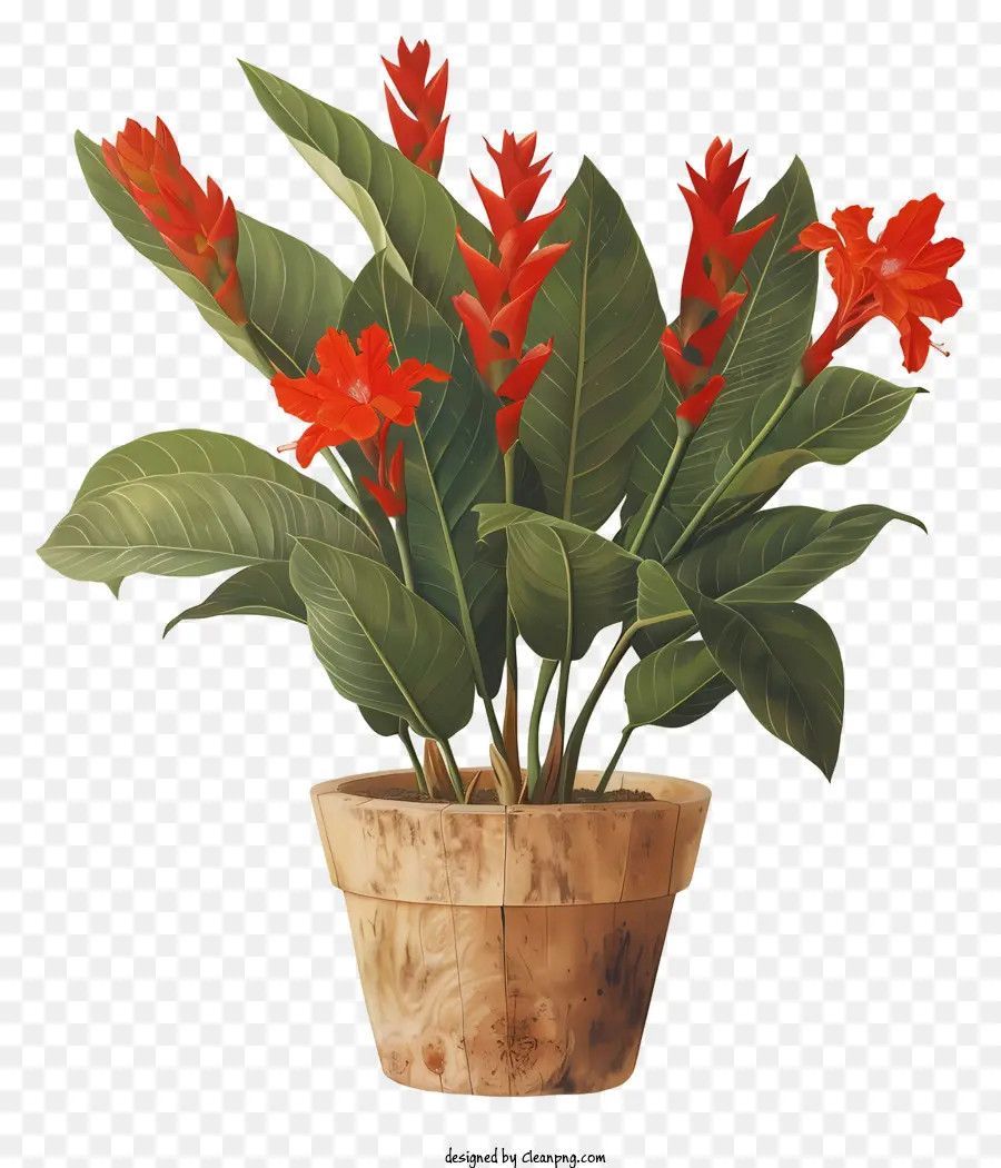 Canna Indica Fleur，Arrangement De Fleurs PNG