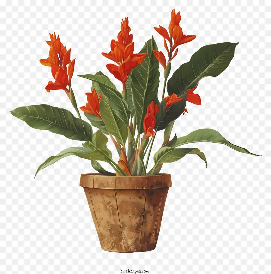 Canna Indica Fleur，Plante De Bougainvillea PNG