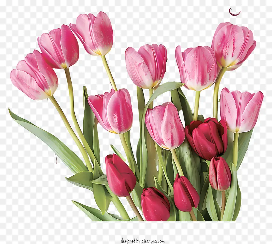 Bonjour Le Printemps，Les Tulipes PNG