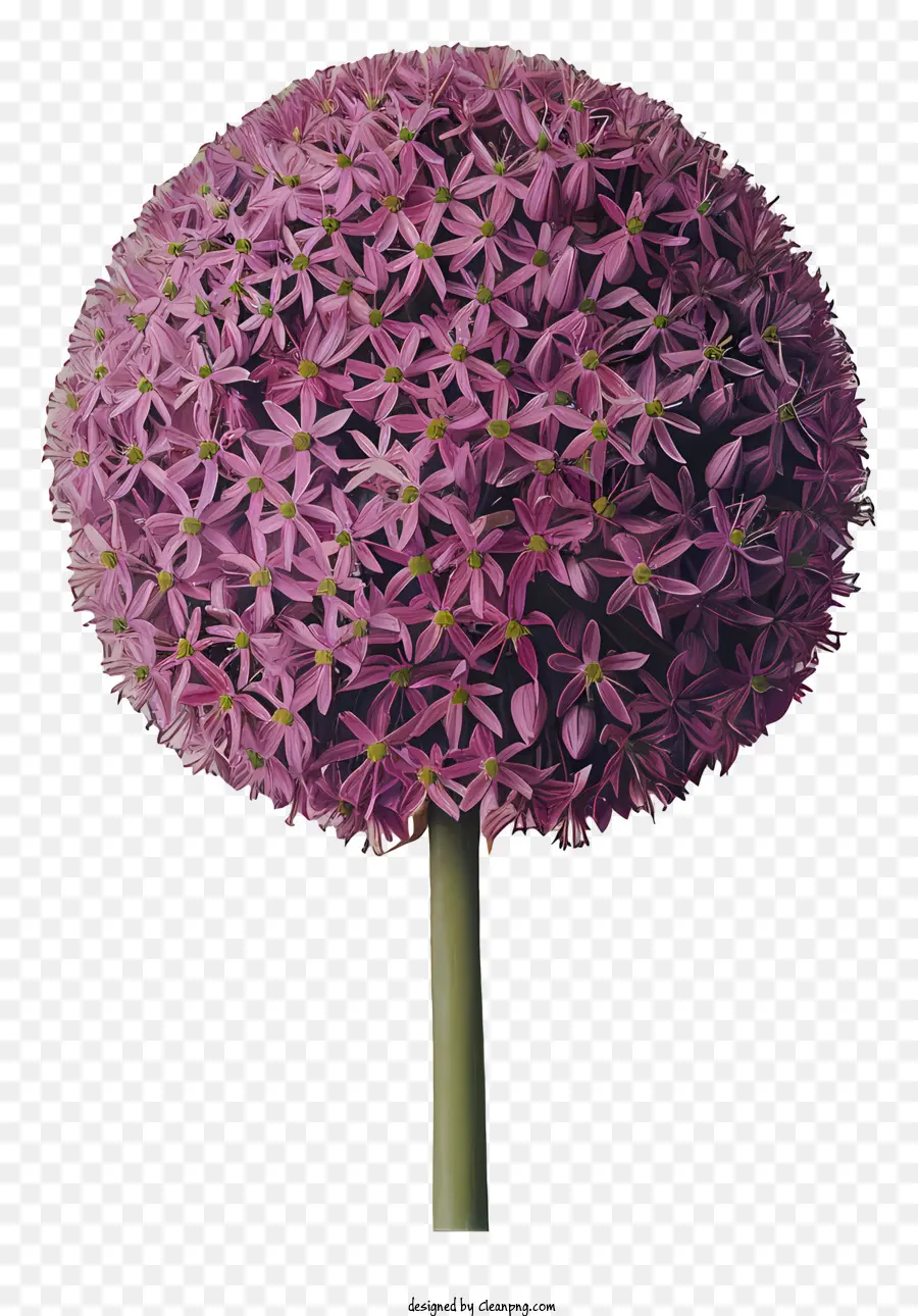 Fleurs D'allium Giganteum，Fleur Violette PNG