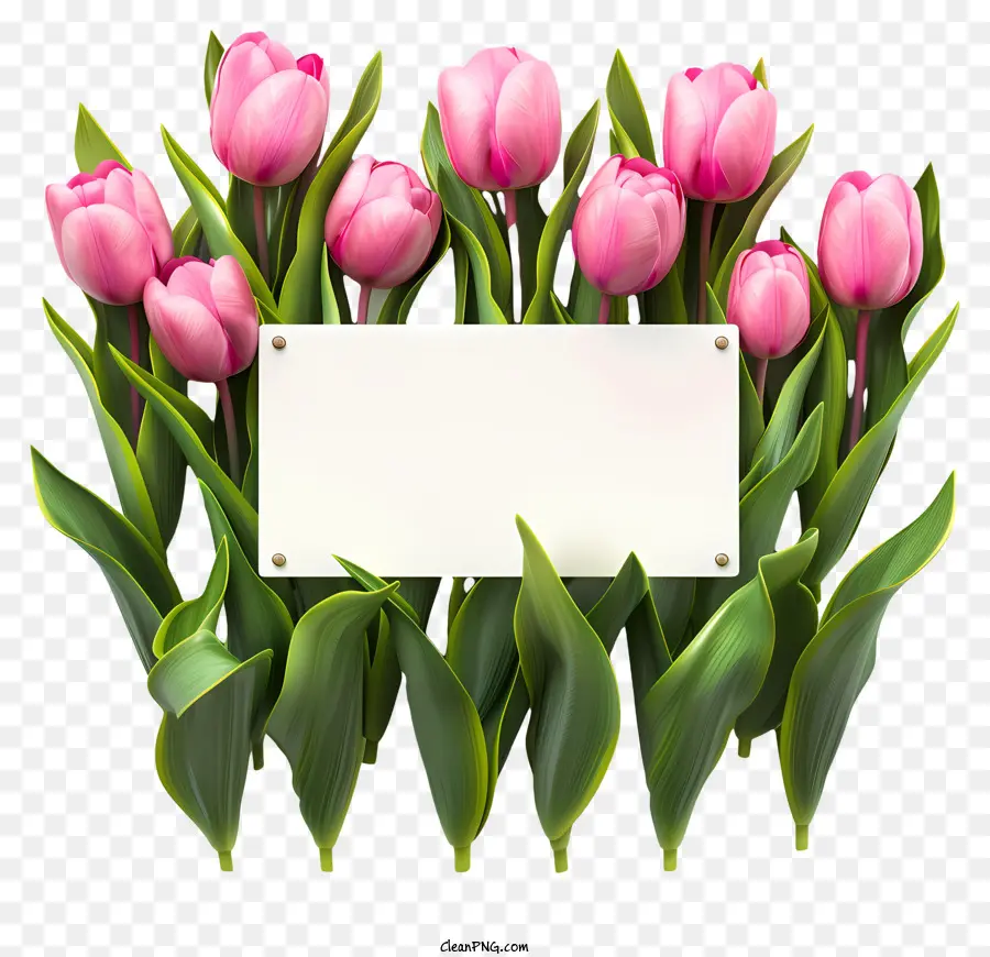 Panneau De Signe Des Fleurs De Printemps，Tulipes Roses PNG
