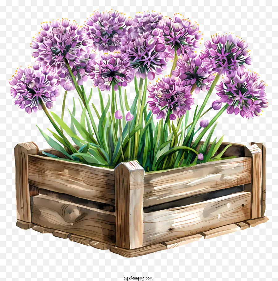 Fleurs Allium Giganteum，Violet Oignons PNG