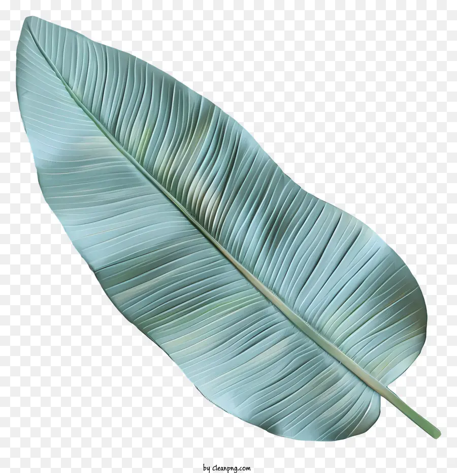 Feuille De Bananier，Tropical PNG