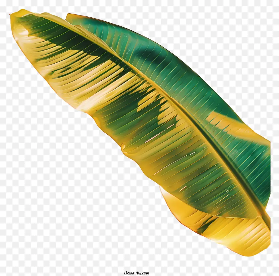 Feuille De Bananier，Vert PNG