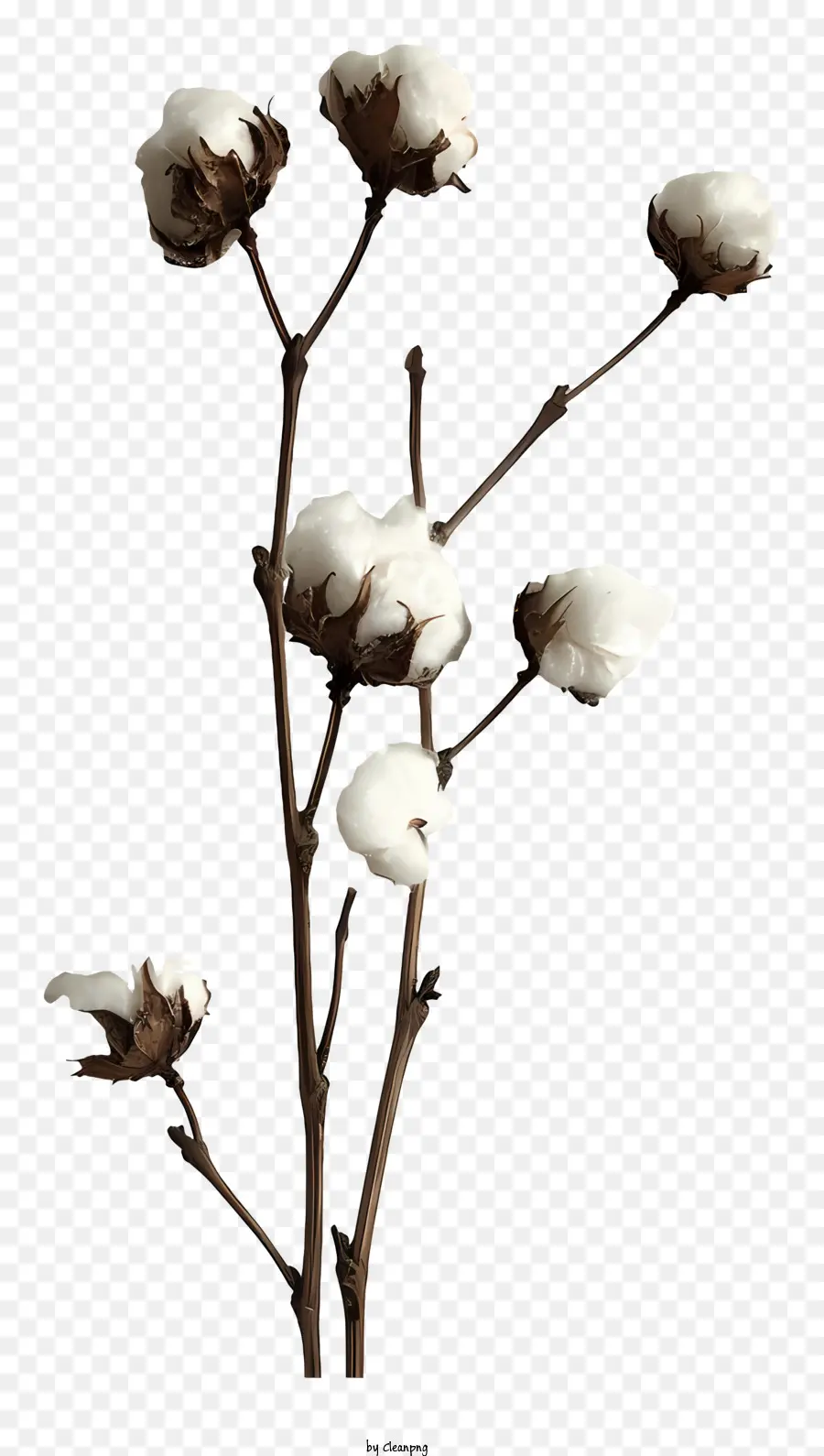 Twig En Coton Moelleux，Fleurs De Coton Blanc PNG