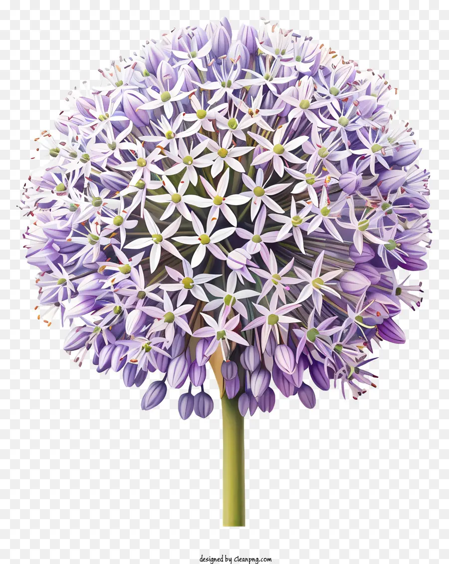 Fleurs Allium Giganteum，Fleur D'oignon Violet PNG