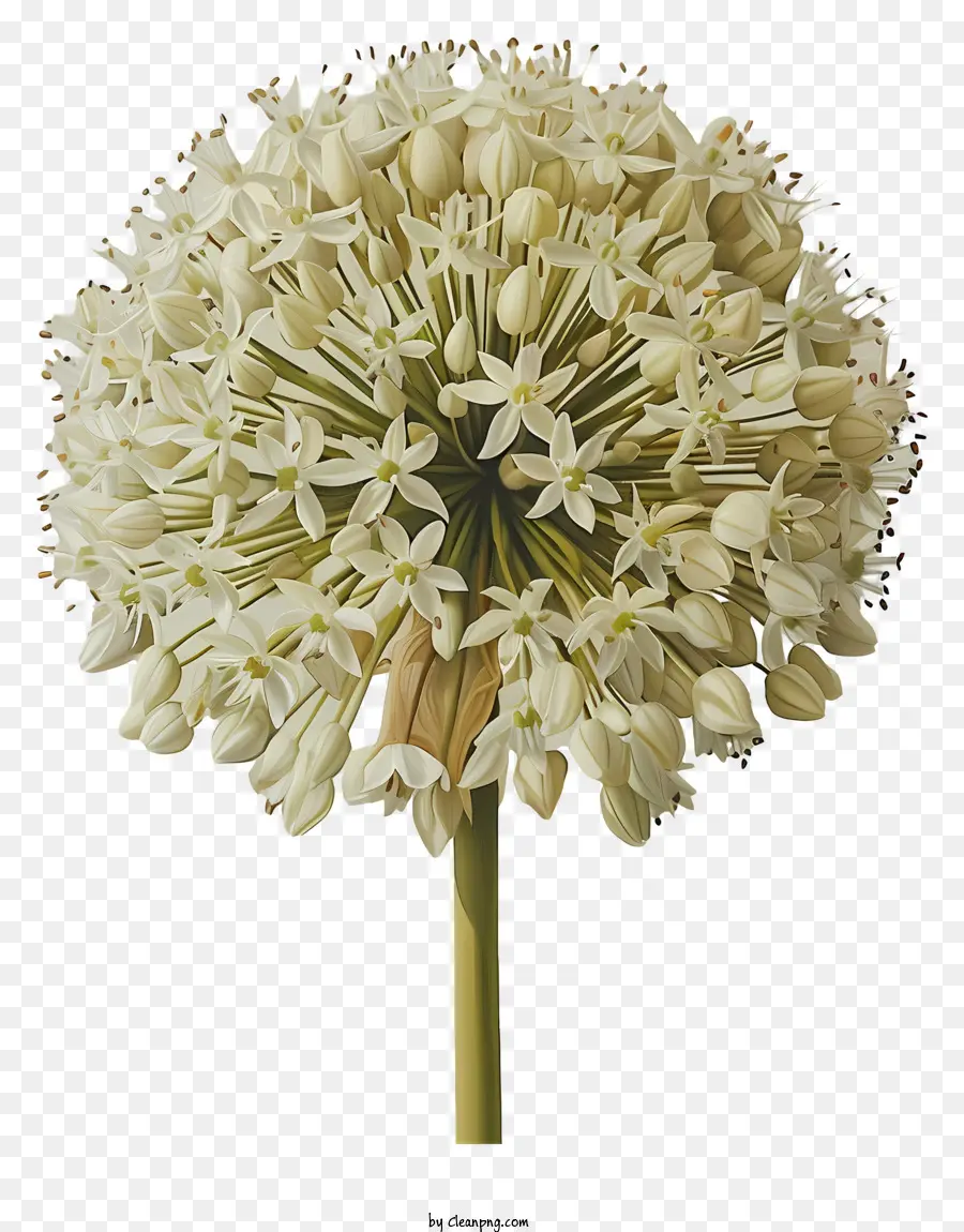Fleurs Allium Giganteum，Fleur Blanche PNG