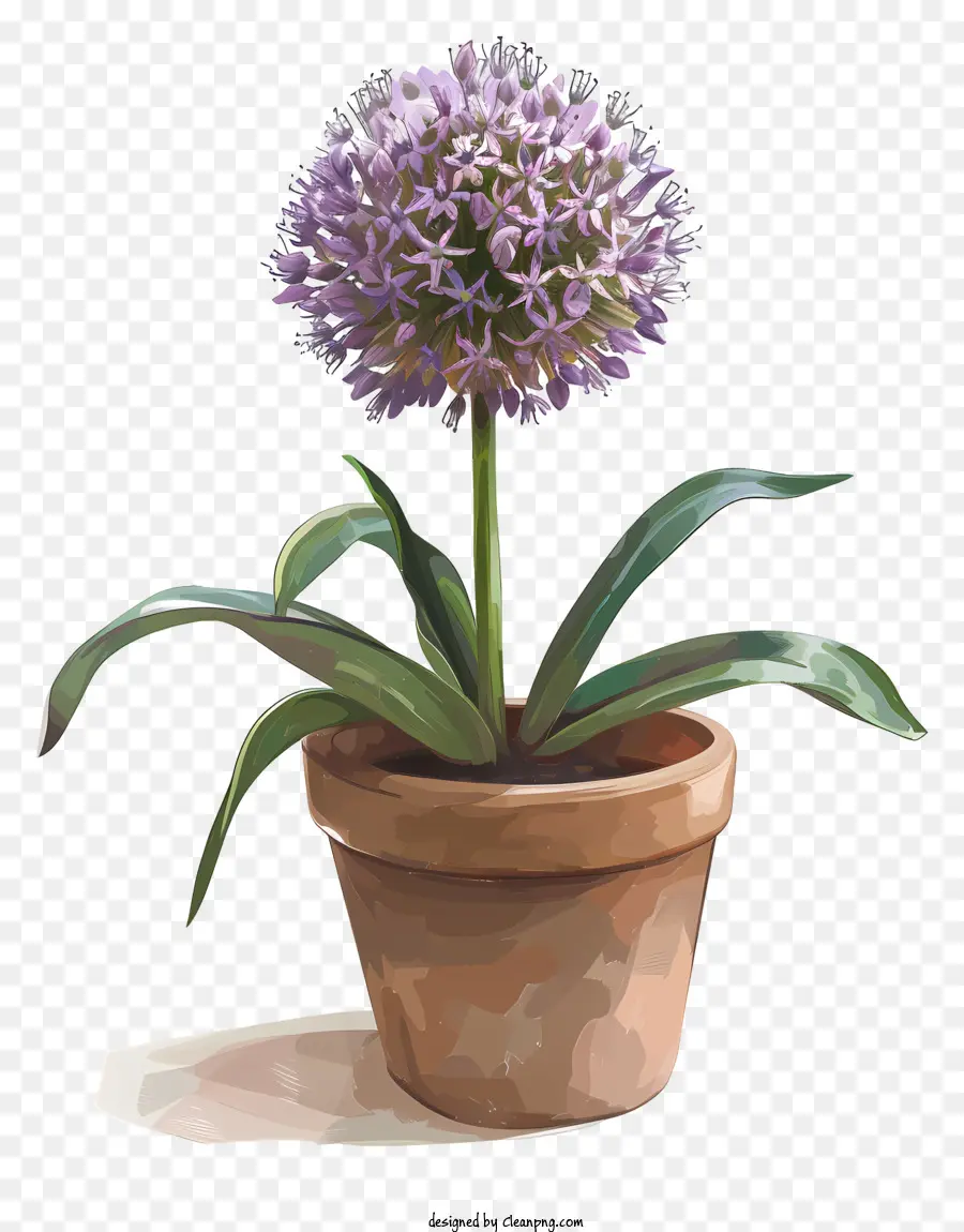 Fleurs Allium Giganteum，Fleur Pourpre PNG