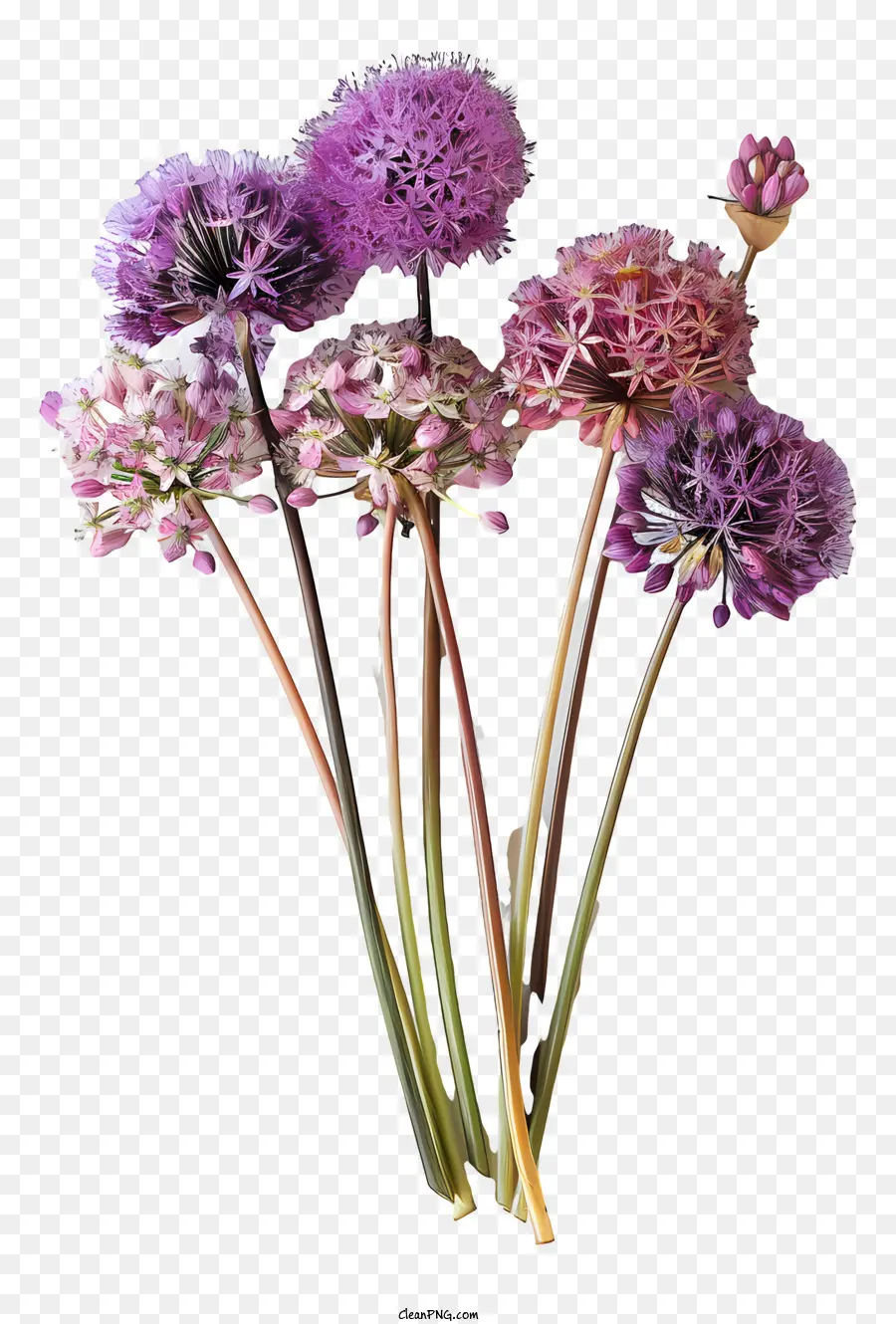 Fleurs Allium Giganteum，Fleurs Pourpres PNG