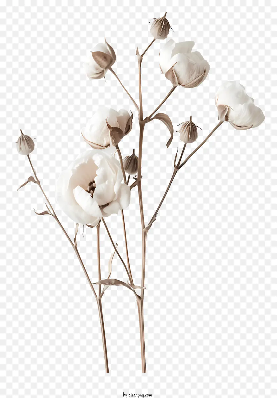 Fleur De Coton，Fleur De Soie PNG