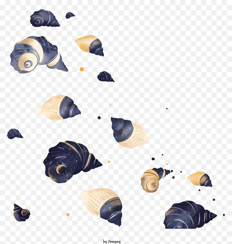 Coquillages，Coquilles PNG