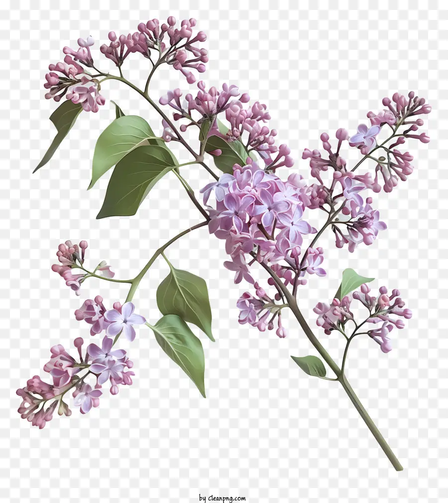 Fleurs Lilas，Épanouissement PNG