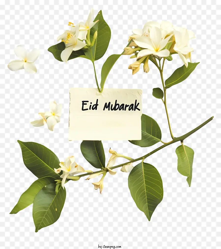 Eid Moubarak，Fleur De Jasmin Blanc PNG